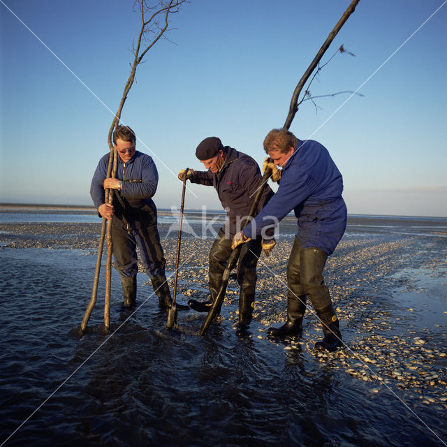 Waddensea