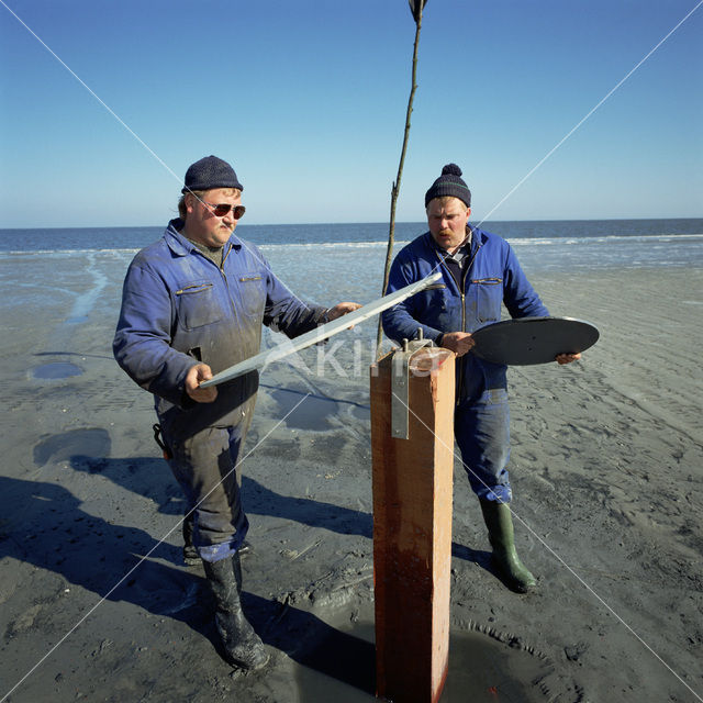 Waddensea