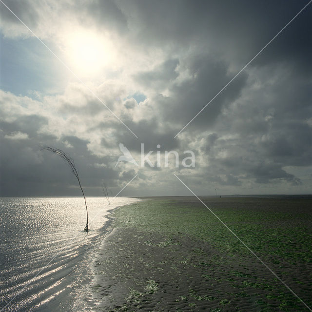 Waddensea