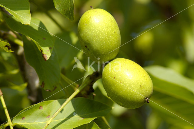 Walnut (Juglans)