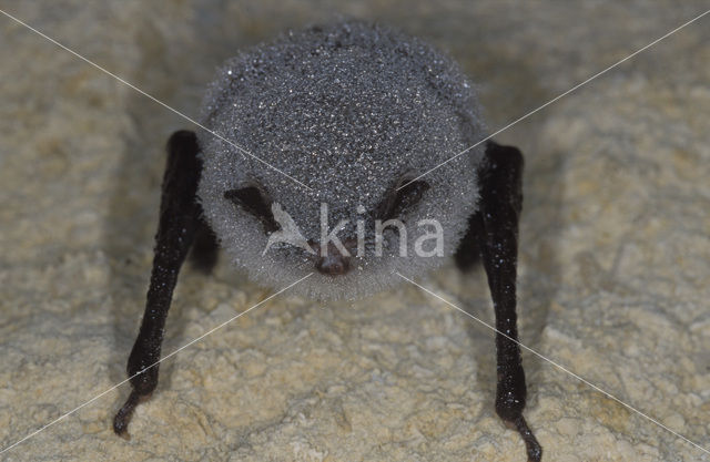 Daubenton’s Bat (Myotis daubentonii)