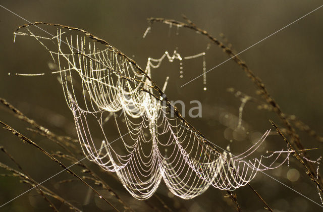 Wielwebspin spec.