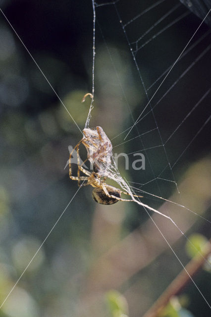 Wielwebspin (Araneus spec.)