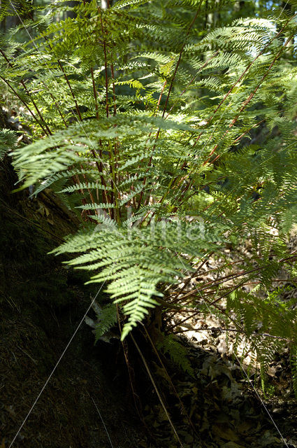 Wijfjesvaren (Athyrium filix-femina)