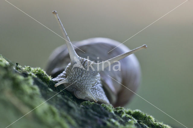 Wijngaardslak (Helix pomatia)