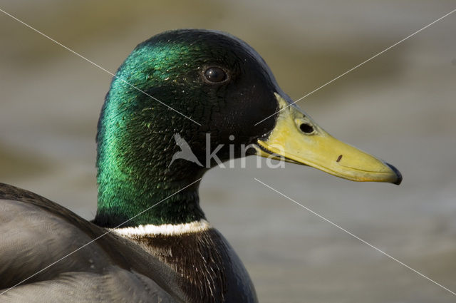 Mallard