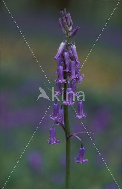 Bluebell (Scilla non-scripta)