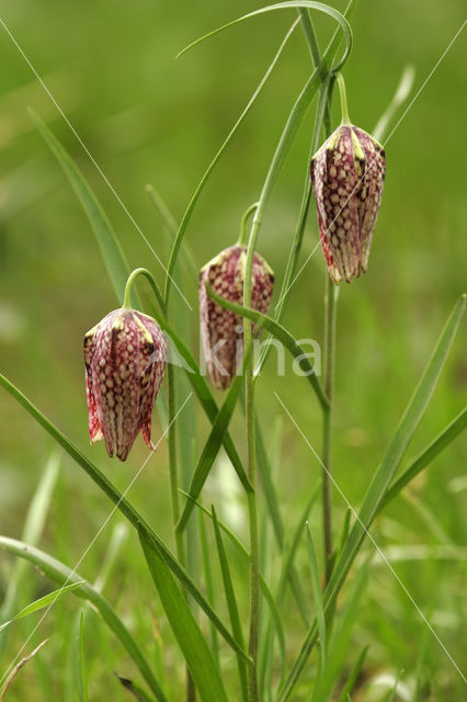 Wilde kievitsbloem (Fritillaria meleagris)