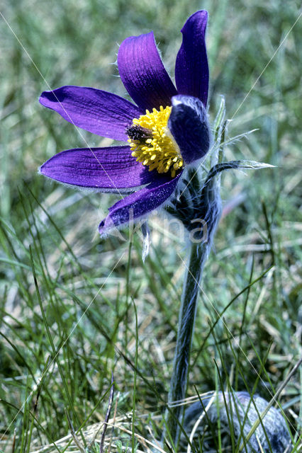 Wildemanskruid (Pulsatilla vulgaris)