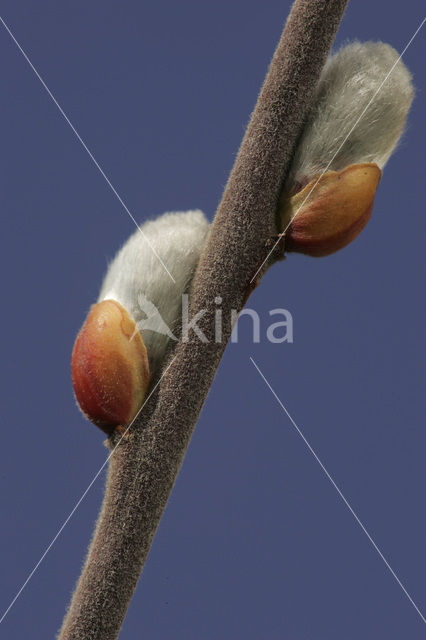 Willow (Salix)