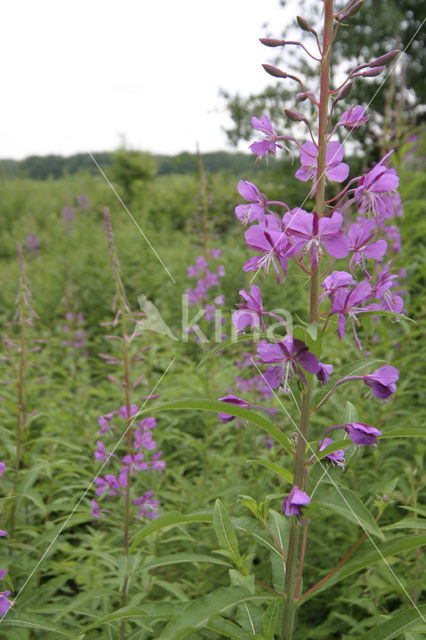 Wilgeroosje (Chamerion angustifolium)