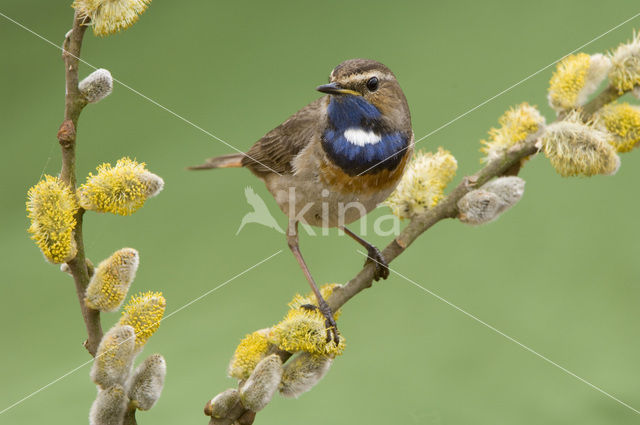 Witgesterde blauwborst