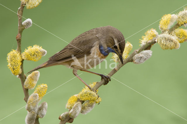 Witgesterde blauwborst