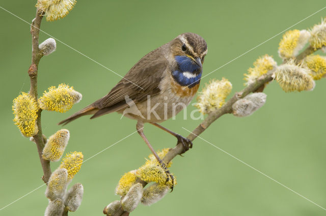 Witgesterde blauwborst