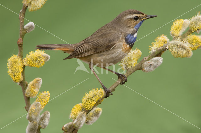 Witgesterde blauwborst