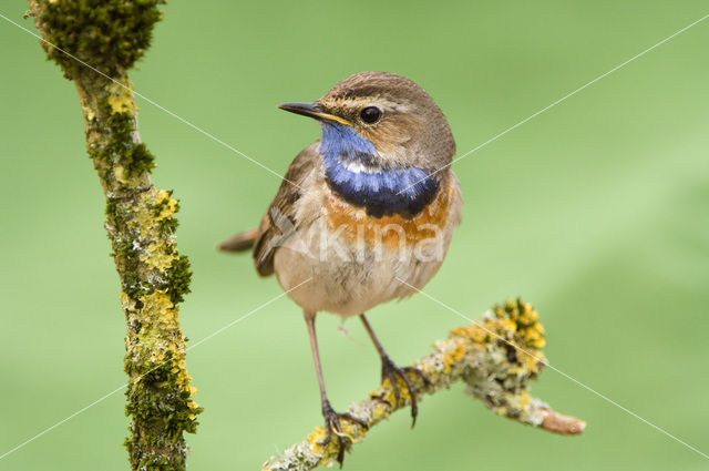 White-spotted Bluethroat (Luscinia svecica cyanecula)