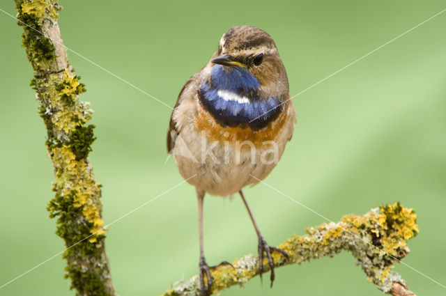 Witgesterde blauwborst