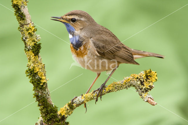 Witgesterde blauwborst