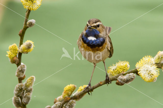 Witgesterde blauwborst