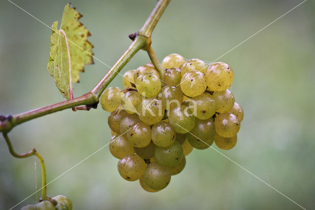 Grape-vine