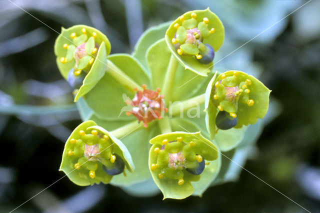 Wolfsmelk (Euphorbia spec.)