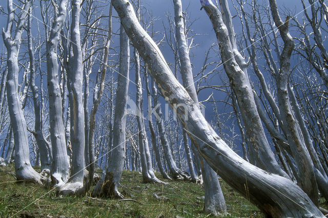 Yellowstone national park