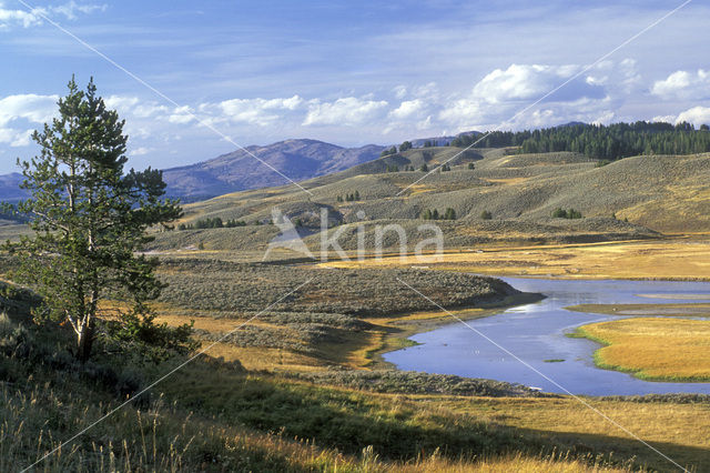 Yellowstone national park