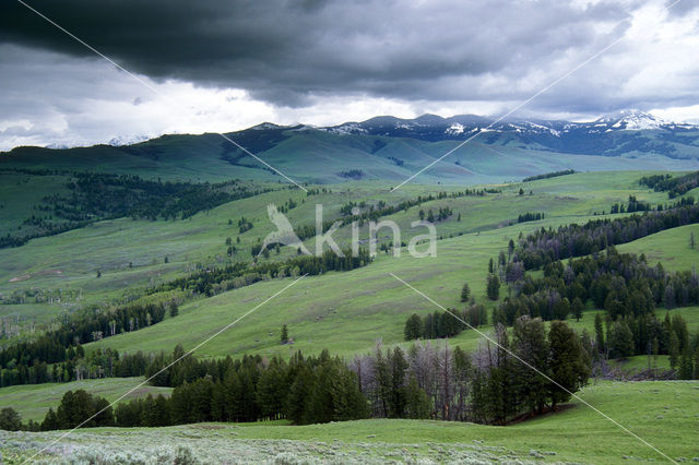 Yellowstone national park