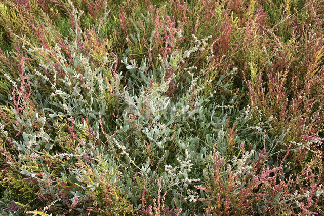 Zeealsem (Artemisia maritima)