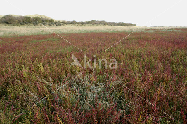 Zeealsem (Artemisia maritima)