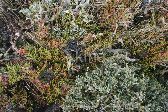 Sea Wood (Artemisia maritima)