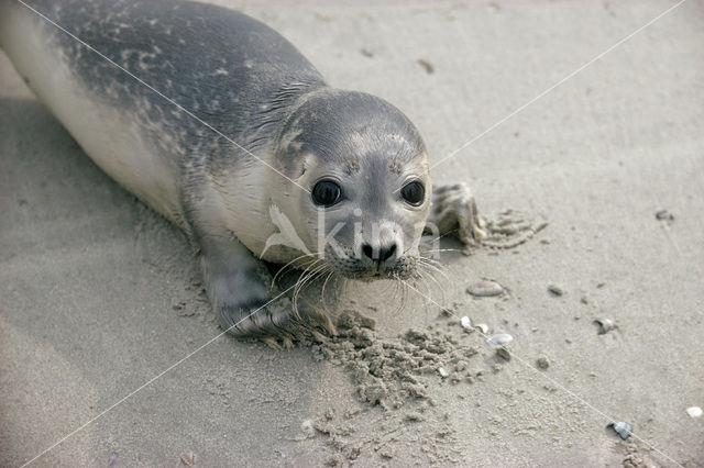 Zeehond spec.