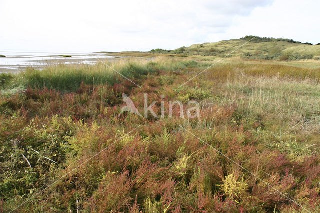 Zeekraal (Salicornia spec)