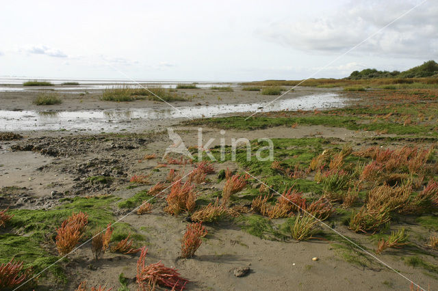 Zeekraal (Salicornia spec)