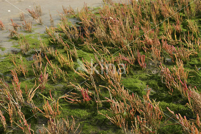 Zeekraal (Salicornia spec)