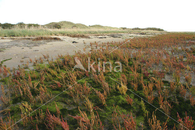 Zeekraal (Salicornia spec)