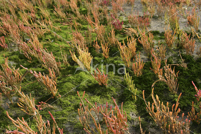 Zeekraal (Salicornia spec)