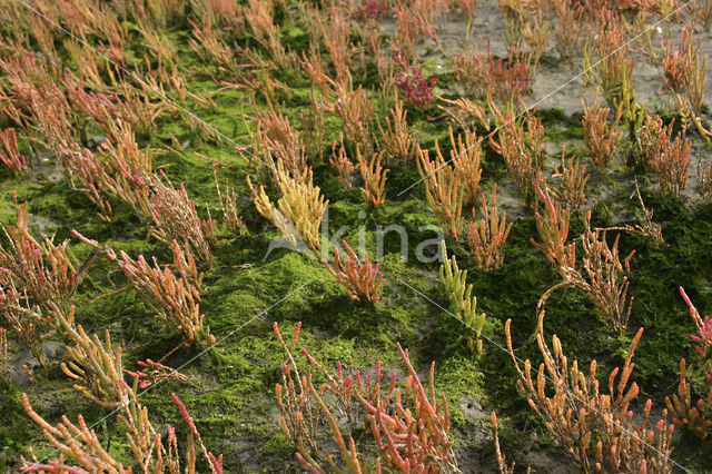 Glasswort (Salicornia spec)