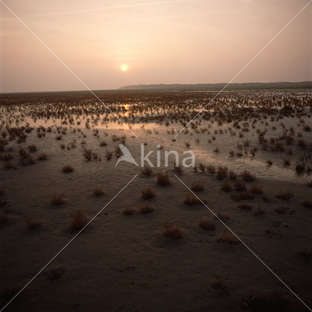 Glasswort (Salicornia spec)