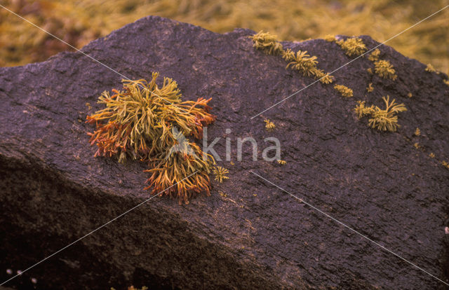 Zeewier spec. (Fucus spec.)