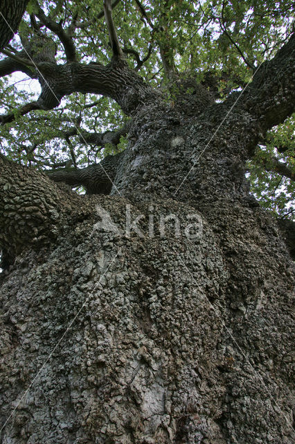 Zomereik (Quercus robur)