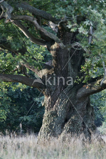 Common Oak