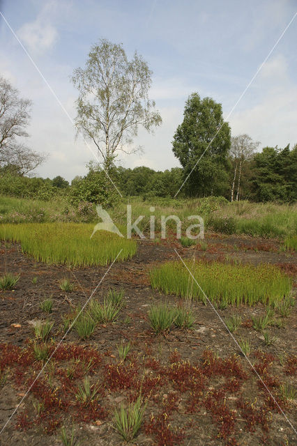 Sundew (Drosera spec.)