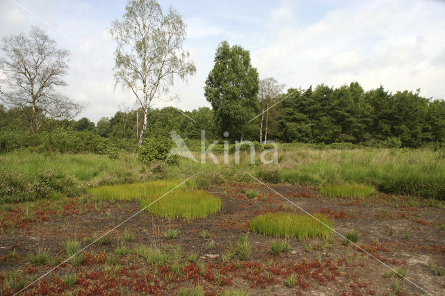 Zonnedauw (Drosera spec.)