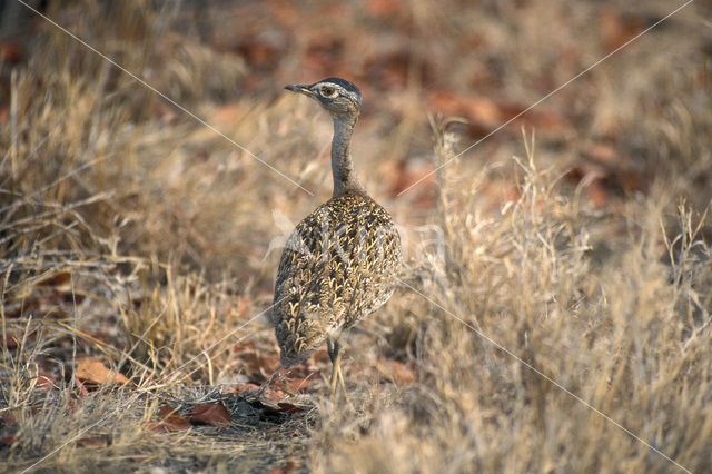 Zuidafrikaanse Kuiftrap (Eupodotis ruficrista)