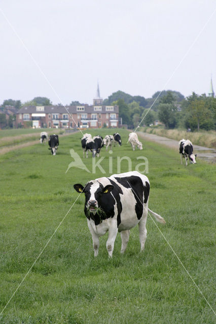 Zwartbonte koe (Bos domesticus)