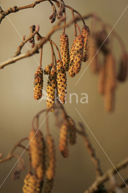 black alder (Alnus glutinosa)