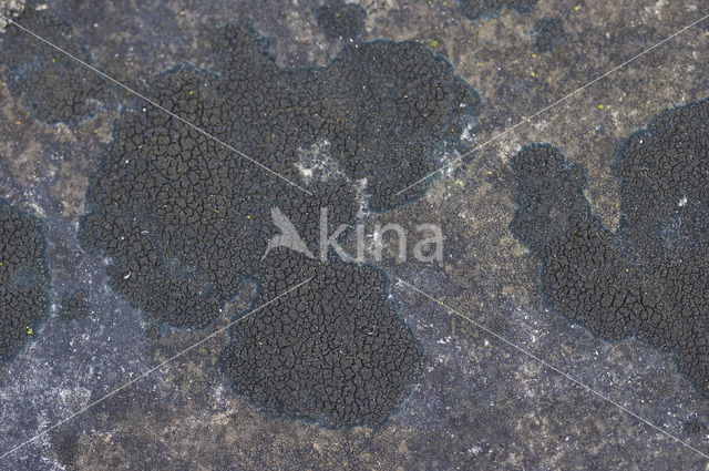 Ink lichen (Placynthium nigrum)