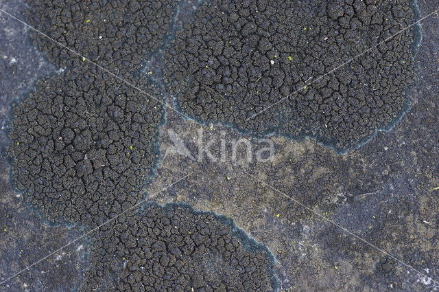 Ink lichen (Placynthium nigrum)