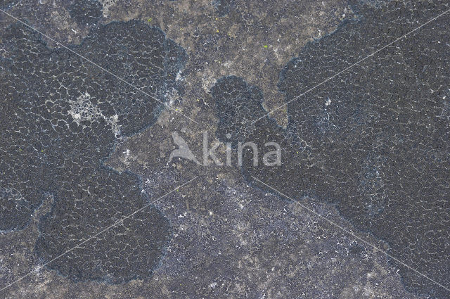 Ink lichen (Placynthium nigrum)